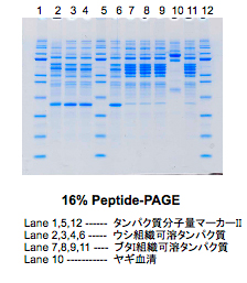 Peptide-PAGE mini